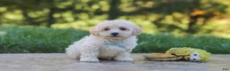 Maltipoo dogs for sale: Finley - Ad 6