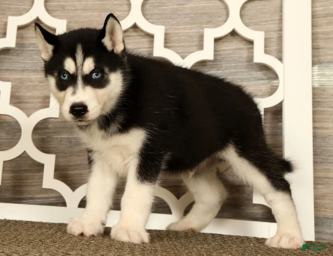 Siberian Husky dogs for sale: Theodore - Ad 2
