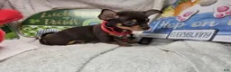 Chihuahua dogs for sale: Wolfgang Amado - Ad 3