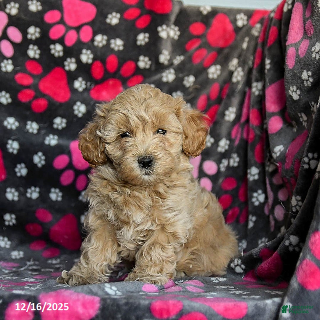 Mixed Breed dogs for sale: Hero - Ad 2