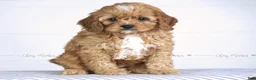 Cavapoo dogs for sale: Fletcher - Ad 3