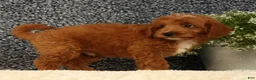 Mini Goldendoodle dogs for sale: Turbo - Ad 5