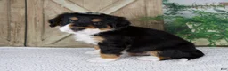 Bernese Mountain Dog dogs for sale: Esmea - Ad 5