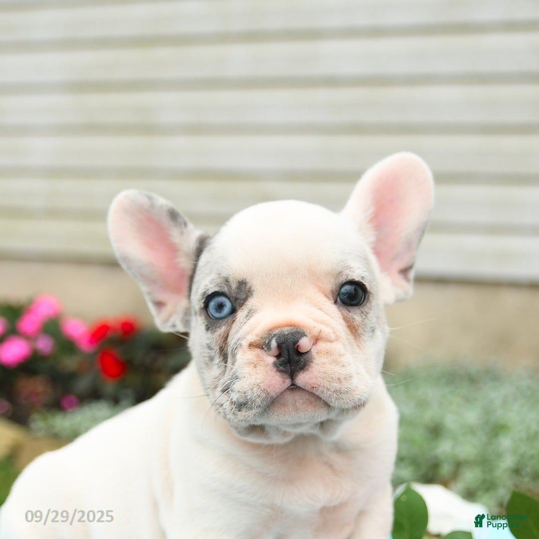 French Bulldog dogs for sale: Smokey - Ad 10
