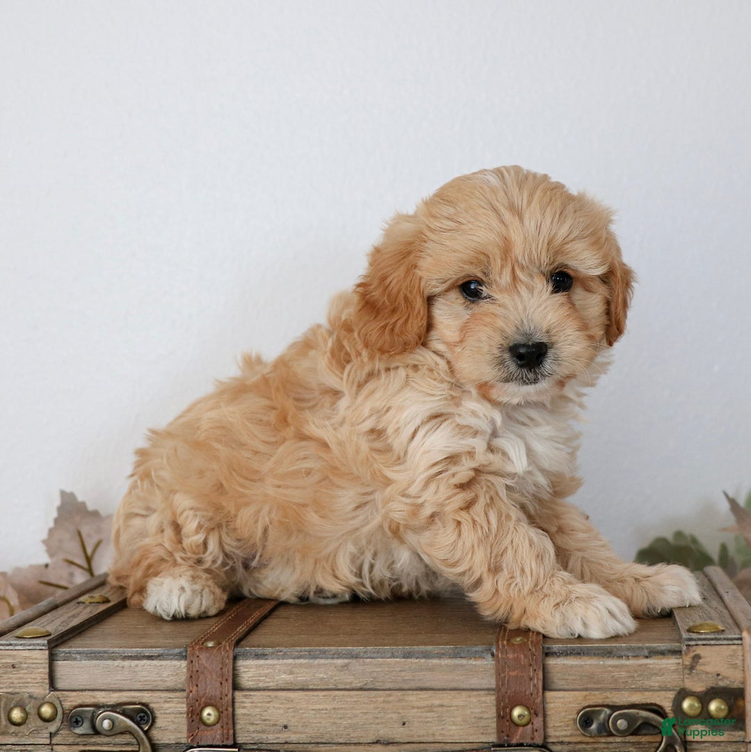 Cavapoo dogs for sale: Queen  - Ad 3