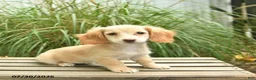 Miniature Dachshund dogs for sale: Tango  - Ad 1