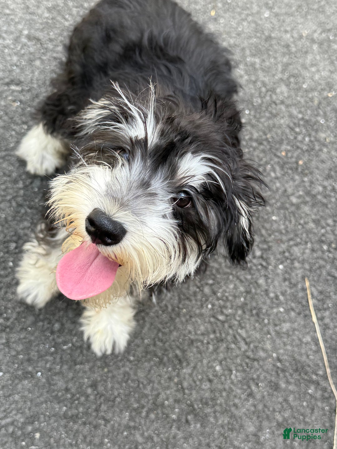 Miniature Schnauzer dogs for sale: BELLA - Ad 6