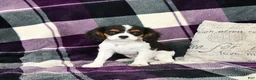 Cavalier King Charles Spaniel dogs for sale: Tyler - Ad 3