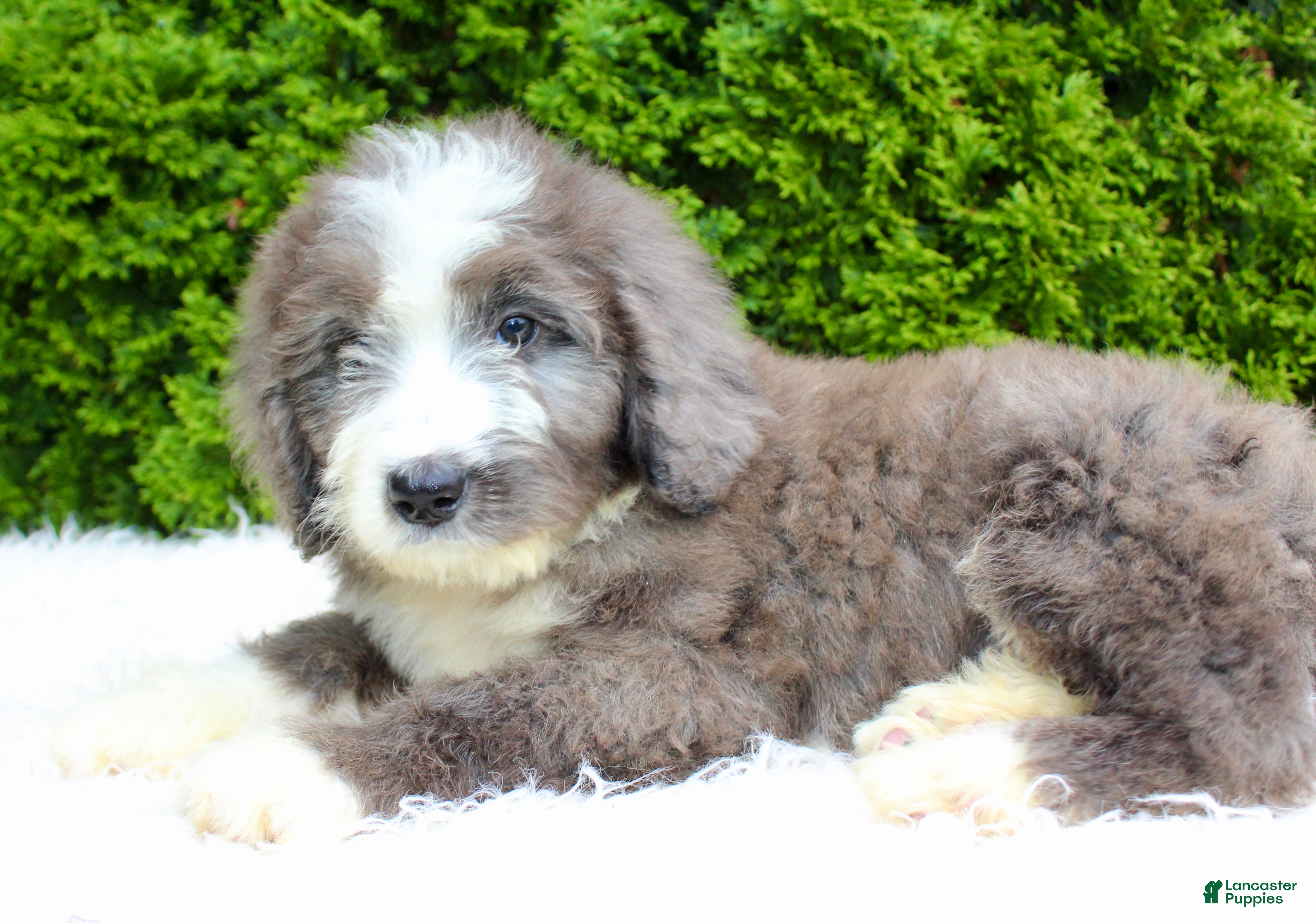 Bernedoodle dogs Charlie  - Ad 2