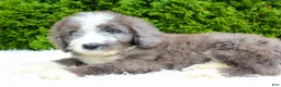 Bernedoodle dogs for sale: Charlie  - Ad 3