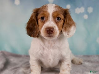 Miniature Dachshund dogs - Ad 6