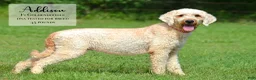 Mini Goldendoodle dogs for sale: Ace - Ad 3