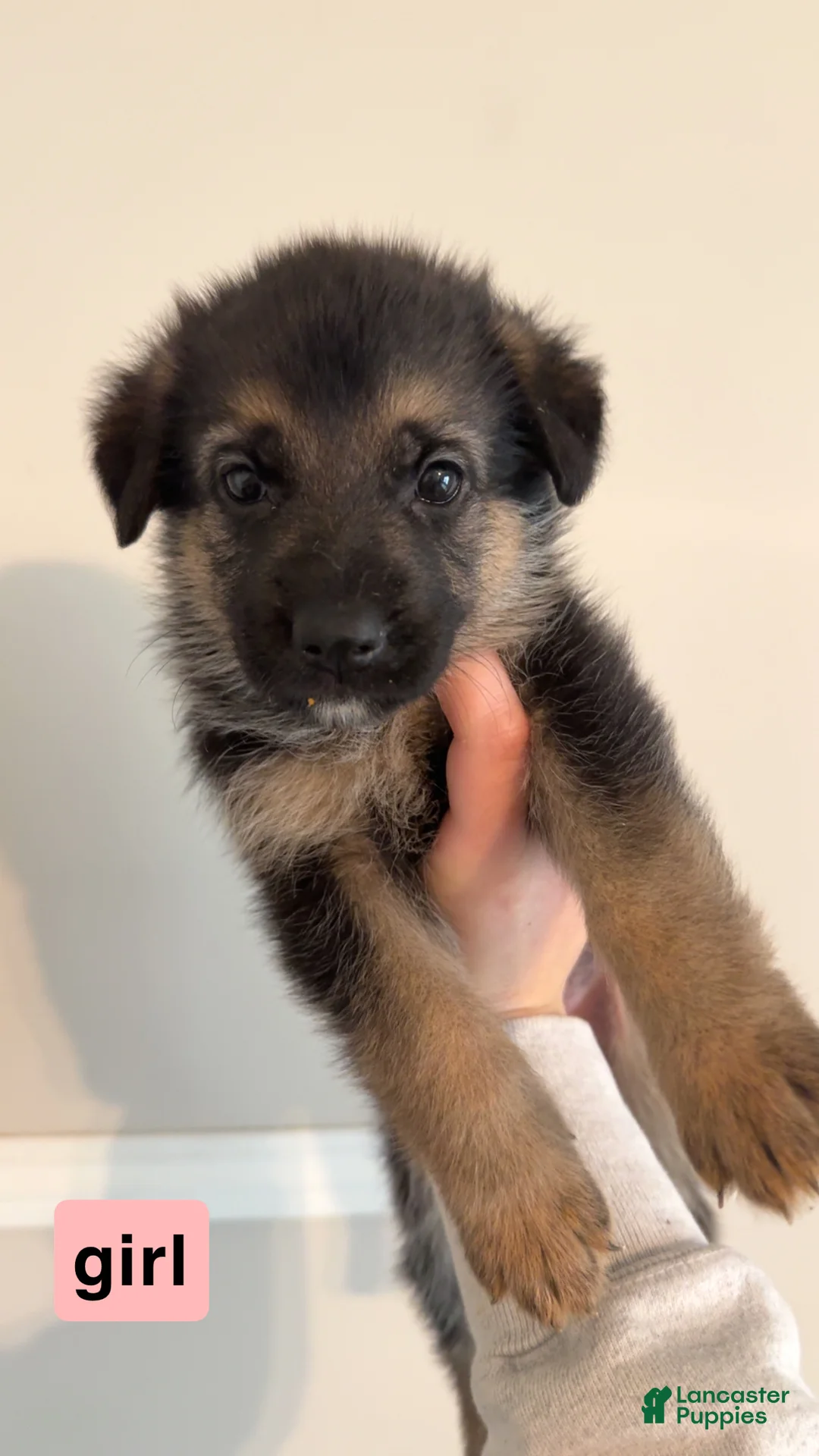German Shepherd dogs for sale: German Shepherd Puppy 10 - Ad 1