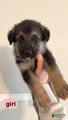 German Shepherd Puppy 10