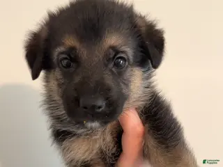 German Shepherd dogs German Shepherd Puppy 10 - Ad 42