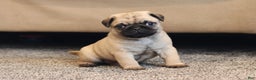 Pug dogs for sale: Champion Otis - Ad 2