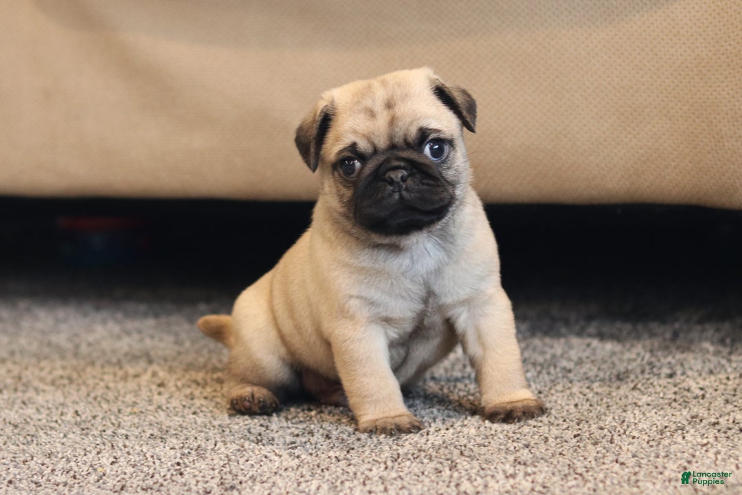 Pug dogs for sale: Champion Otis - Ad 2