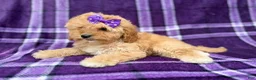 Cavapoo dogs for sale: Ayla - Ad 3