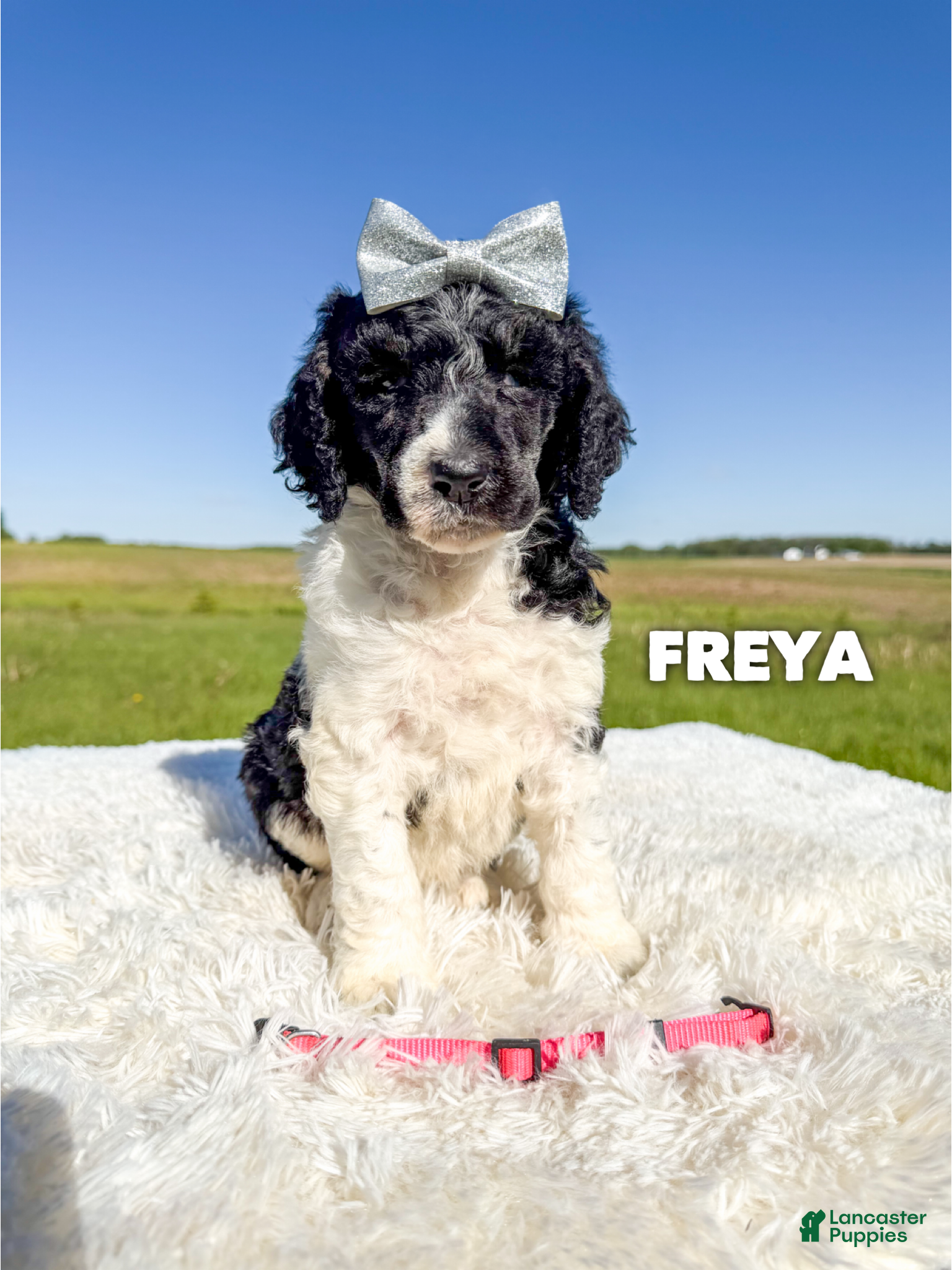 Standard Poodle dogs Freya - AKC Tri Parti - Ad 11