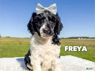 Standard Poodle dogs Freya - AKC Tri Parti - Ad 11