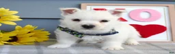 West Highland Terrier dogs for sale: Baxter - Ad 8