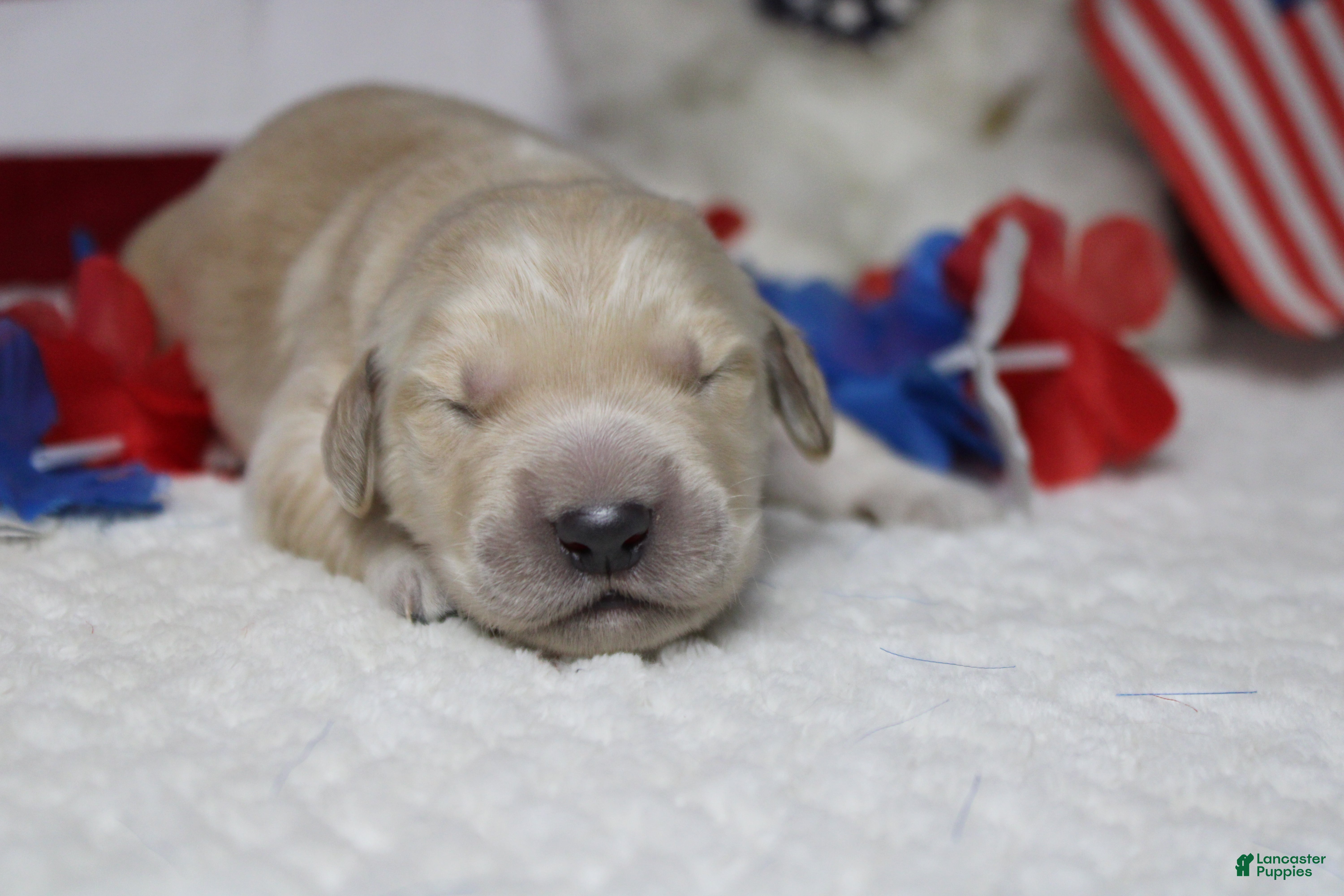 Golden Retriever dogs Focaccia  - Ad 16