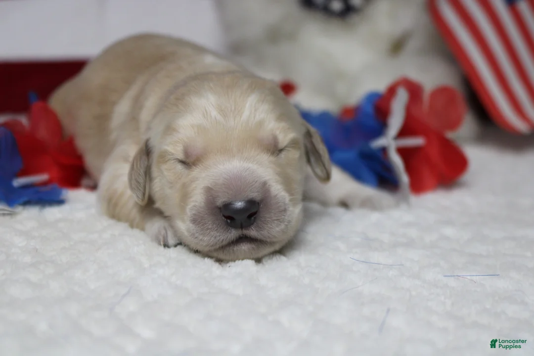 Golden Retriever dogs for sale: Focaccia  - Ad 1