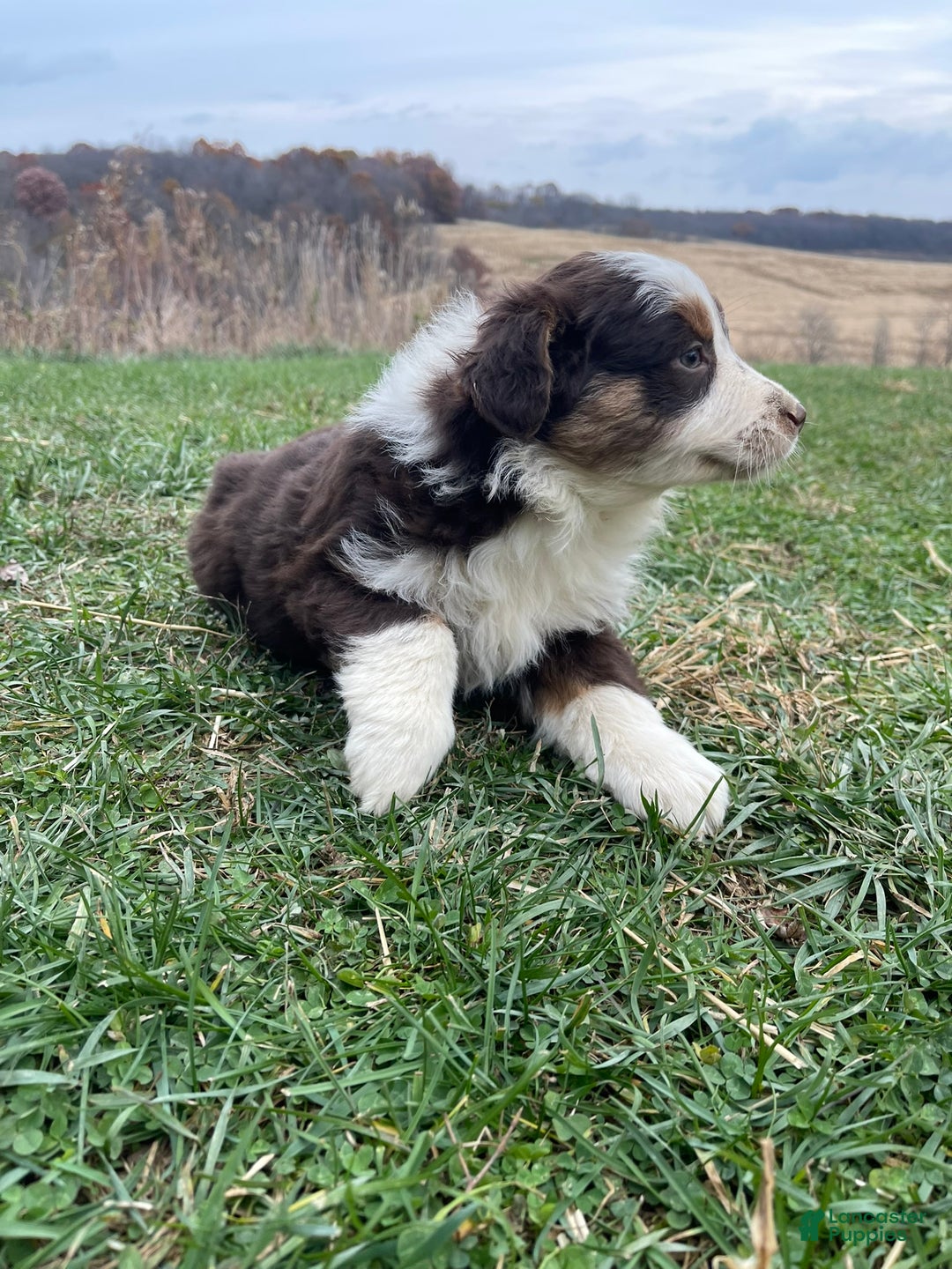 Australian Shepherd dogs for sale: Callie - Ad 4