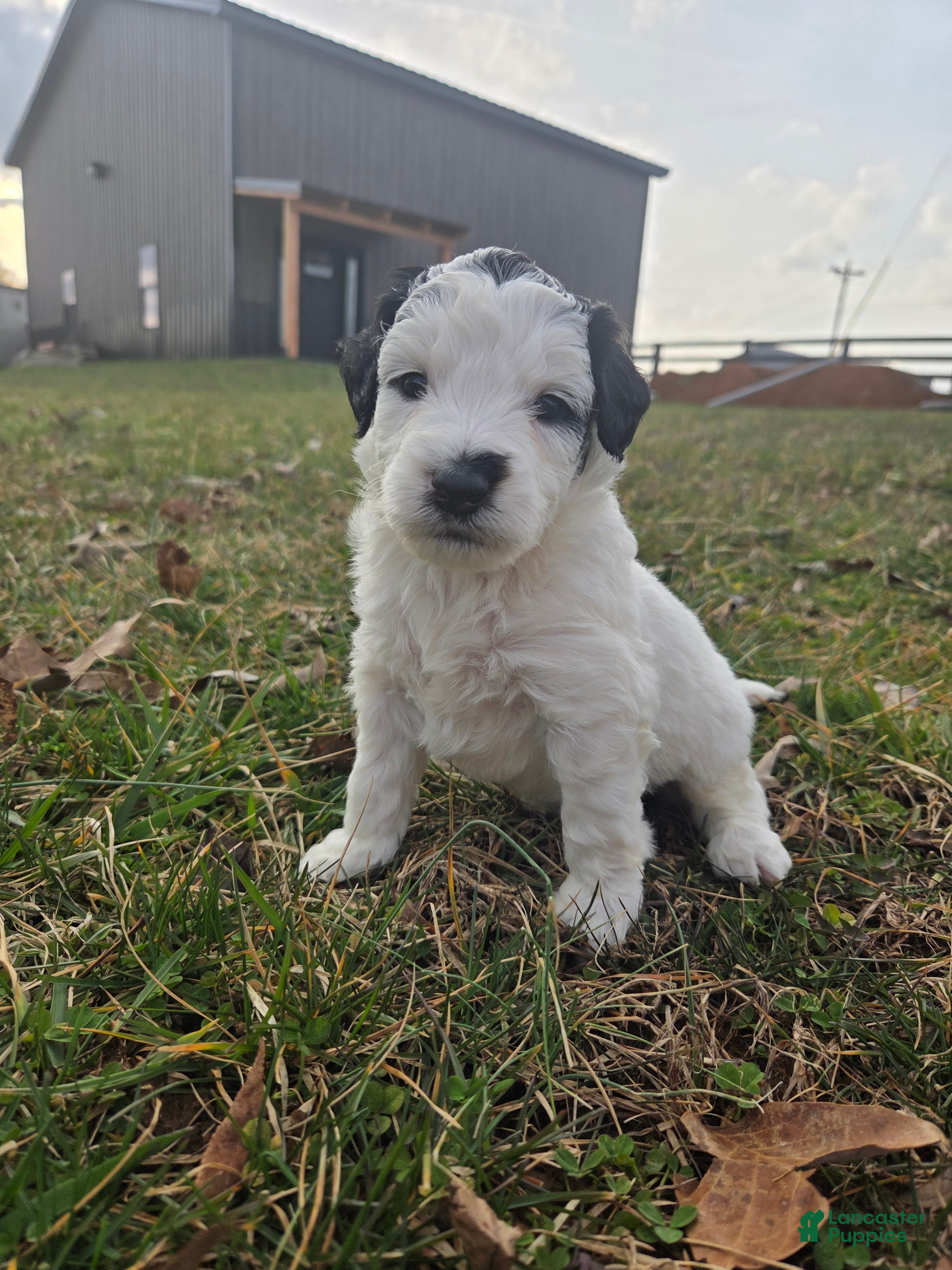 Mini Aussiedoodle dogs Patch - Ad 1