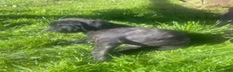 Cane Corso dogs for sale: Jenson - Ad 5