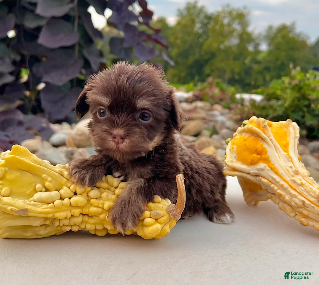 Havanese dogs for sale: Mimi - Ad 3
