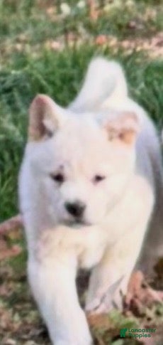 Akita dogs for sale: White Male - Ad 3