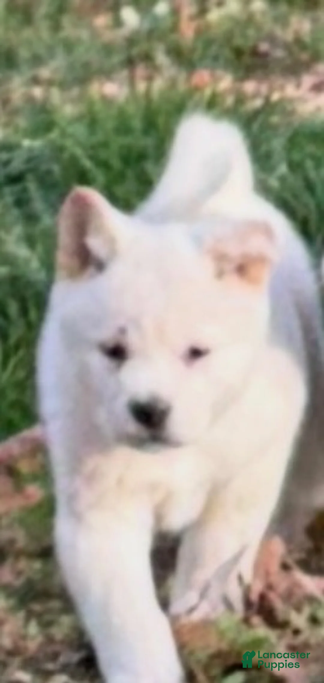 Akita dogs for sale: White Male - Ad 1