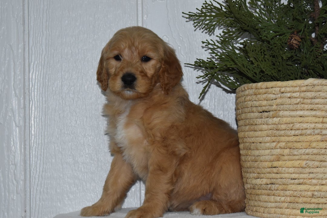 Goldendoodle dogs for sale: Zoey  - Ad 2