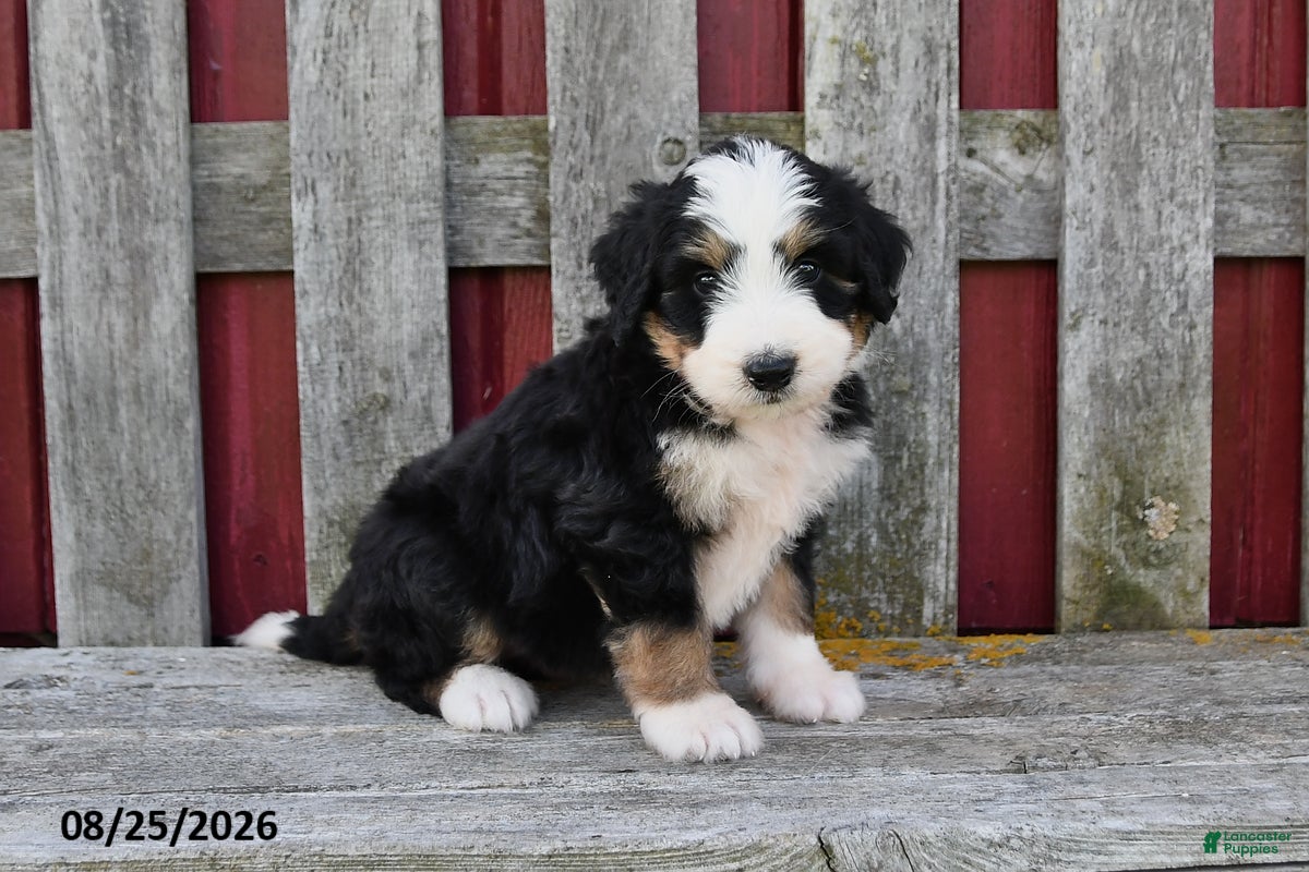 Bernedoodle dogs for sale: Sadie - Ad 3