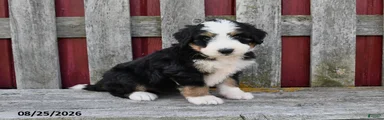 Sadie