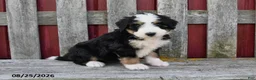 Bernedoodle dogs for sale: Sadie - Ad 1