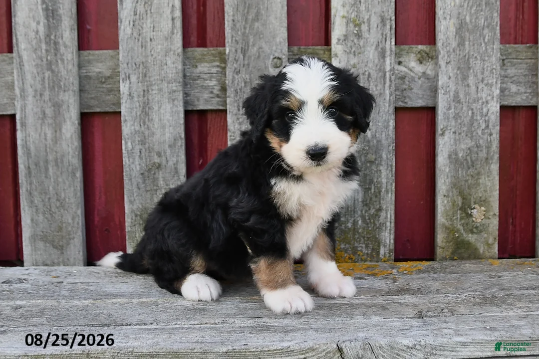 Bernedoodle dogs for sale: Sadie - Ad 1