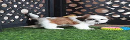 Shih Tzu dogs for sale: Bridget Gorgeous Imperial Shih-tzu - Ad 4