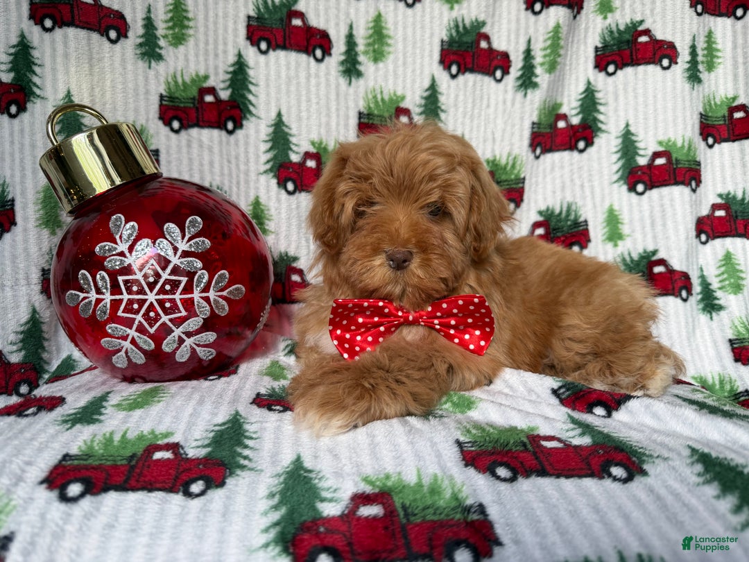 Lhasa Apso dogs for sale: Spud - Ad 5