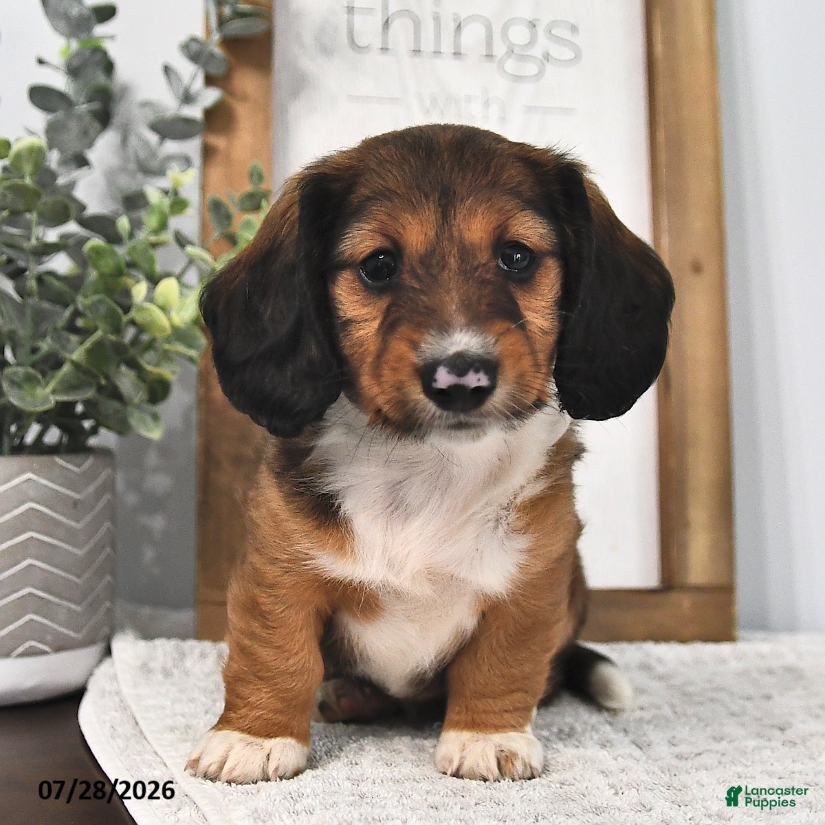 Miniature Dachshund dogs Marcy - Ad 2