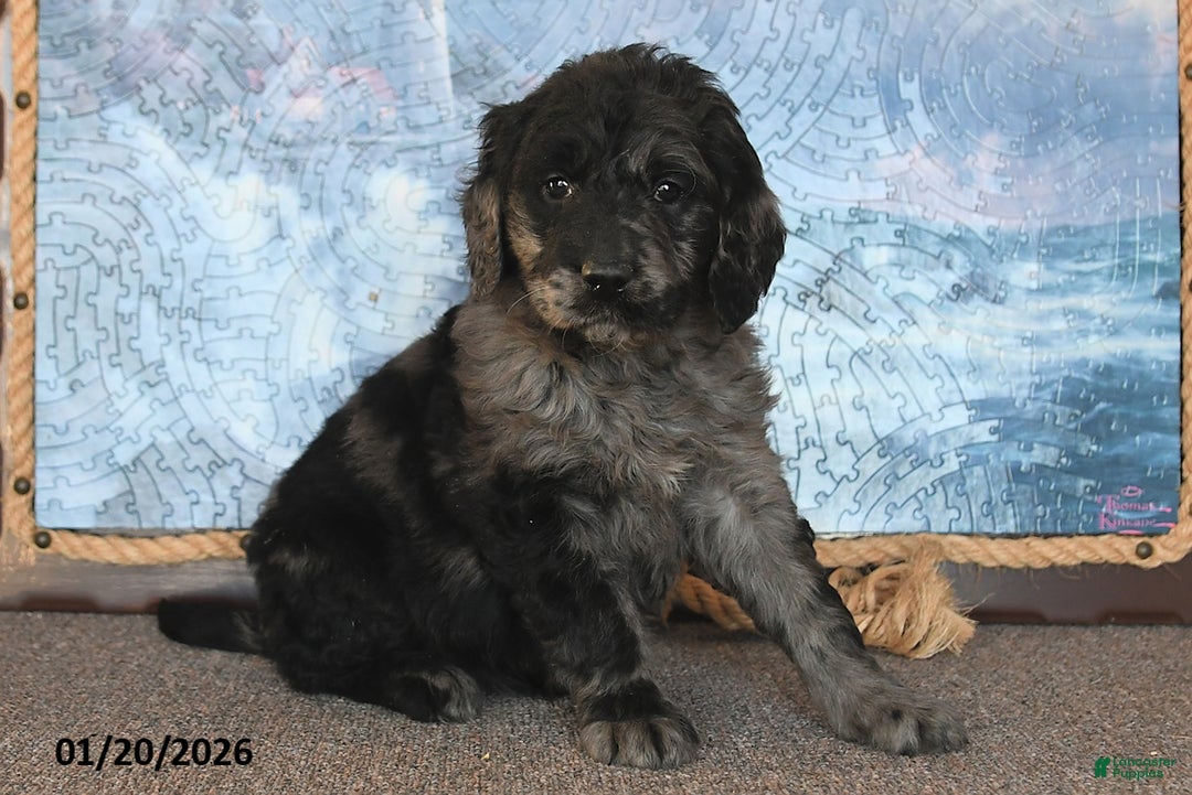 Goldendoodle dogs for sale: Precious - Ad 2