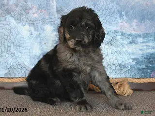 Goldendoodle dogs for sale: Precious - Ad 3