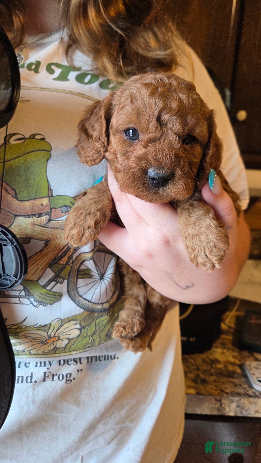 Cavapoo dogs for sale: Milo - Ad 9