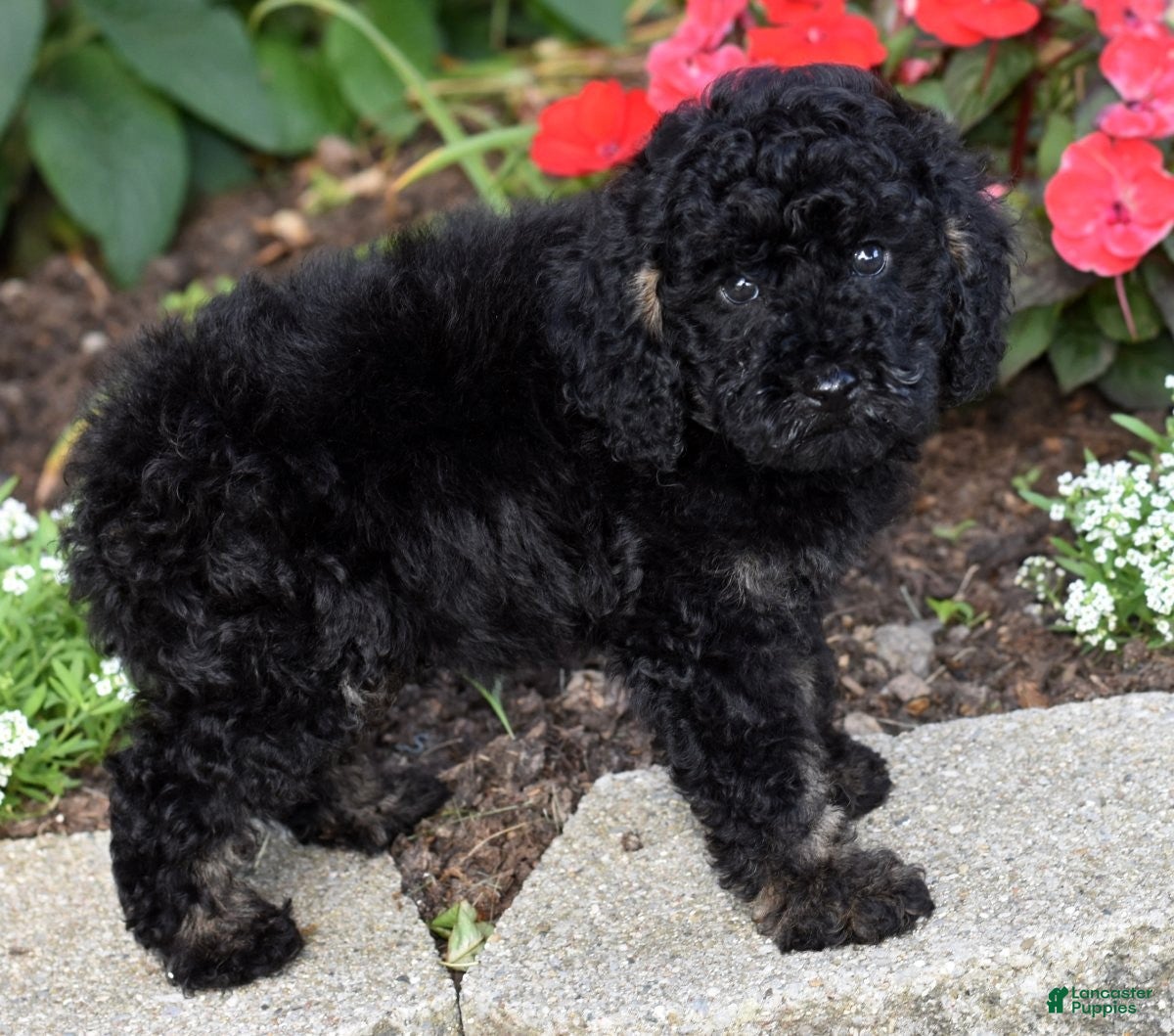 Miniature Poodle dogs for sale: Alex - Ad 3