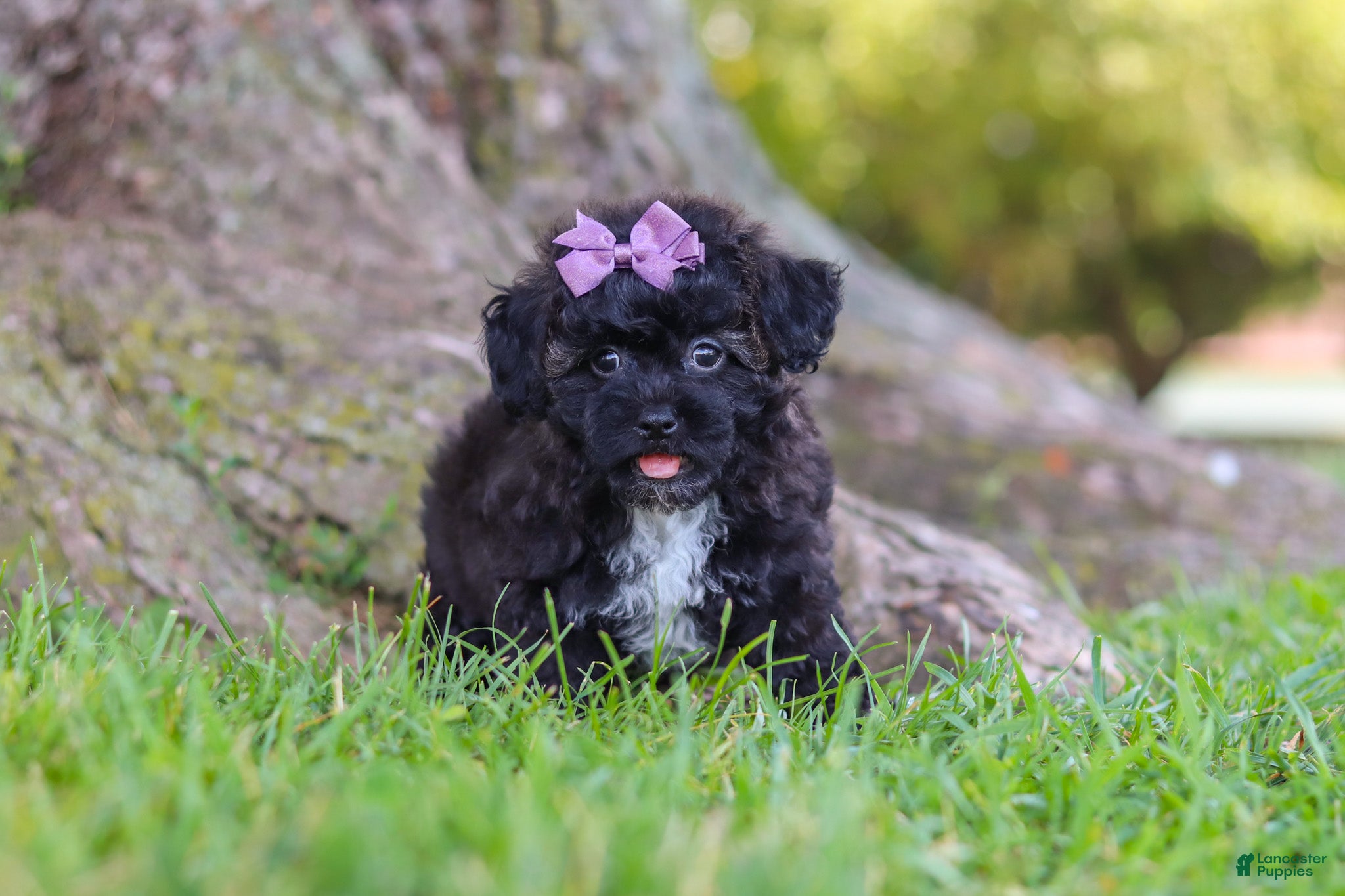 Maltipoo dogs Pretzel - Ad 1