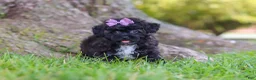 Maltipoo dogs for sale: Pretzel - Ad 1