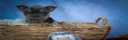 Frenchton dogs for sale: Peaches 🍑 — A Charming F2 Frenchton Puppy! - Ad 5