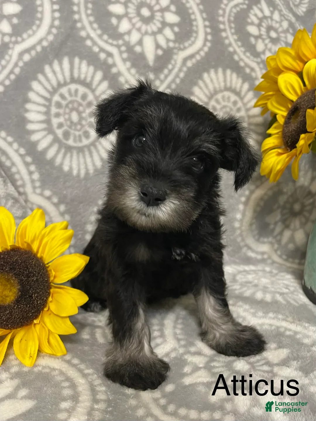 Miniature Schnauzer dogs for sale: Miniature Schnauzer 2 - Ad 1