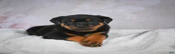 Rottweiler dogs for sale: Turbo - Ad 13